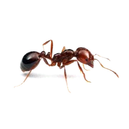 滅蟻, 天然滅蟻, 滅蟻公司 -紅火蟻