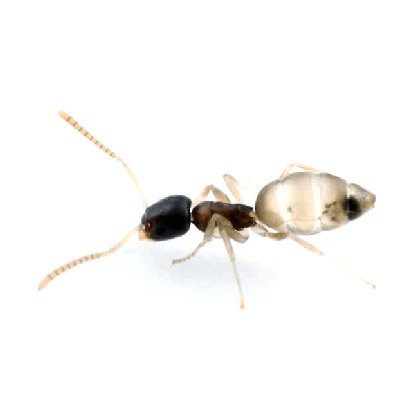 滅蟻, 天然滅蟻, 滅蟻公司 -黑頭酸臭蟻