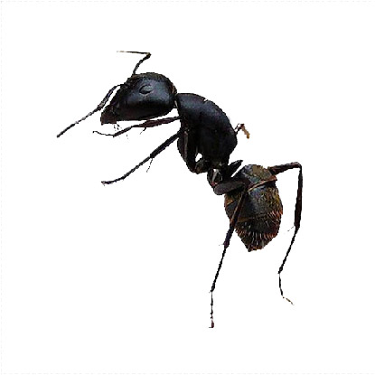 滅蟻, 天然滅蟻, 滅蟻公司 -木匠蟻