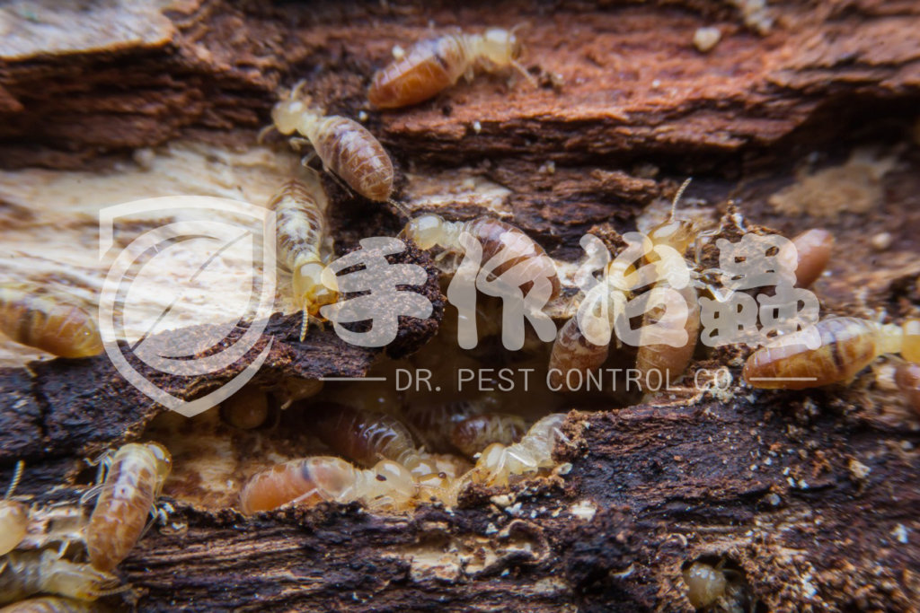殺白蟻,消滅白蟻,「手作治蟲Dr Pest Control」除白蟻-01