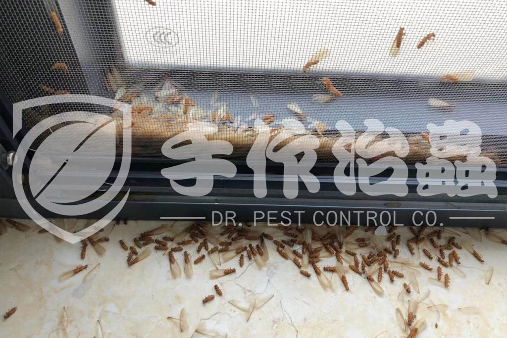 白蟻防治,預防白蟻,「手作治蟲Dr Pest」防治白蟻-14