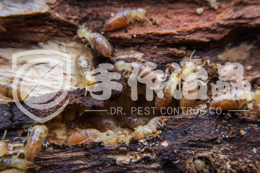 白蟻防治,預防白蟻,「手作治蟲Dr Pest」防治白蟻-13