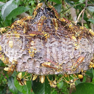 蜂巢處理，蜜蜂巢處理，「手作治蟲DR PEST」黃蜂巢處理02