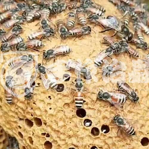 蜂巢處理，蜜蜂巢處理，「手作治蟲DR PEST」黃蜂巢處理01