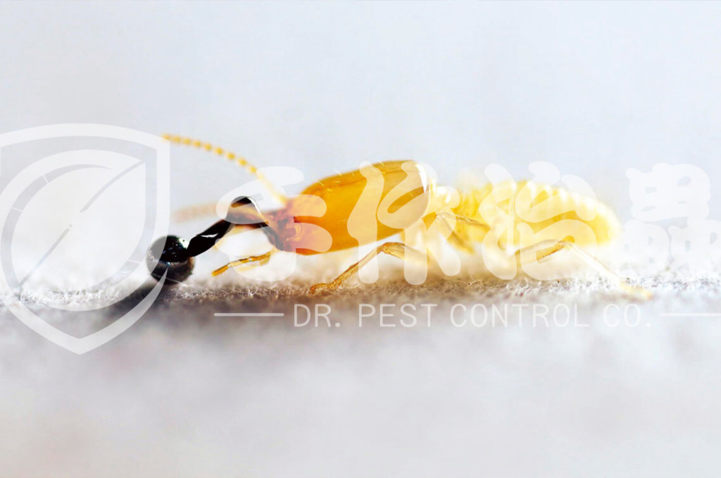 白蟻防治,預防白蟻,「手作治蟲Dr Pest」防治白蟻-17