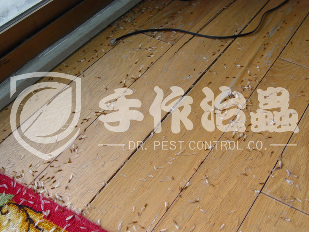 滅白蟻 | 滅白蟻服務｜「手作治蟲滅白蟻公司」DR PEST CONTROL EXPERT-09