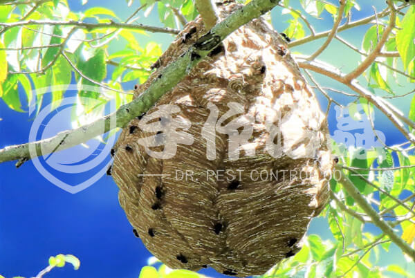 蜜蜂，蜂巢，「手作治蟲」DR PEST COMPANY 蜂巢移除03