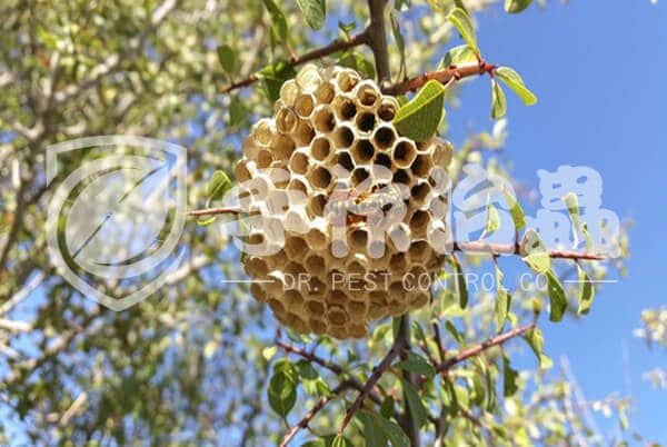 蜜蜂，蜂巢，「手作治蟲」DR PEST COMPANY 蜂巢移除02