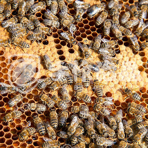 蜂巢處理，蜜蜂巢處理，「手作治蟲DR PEST」黃蜂巢處理03