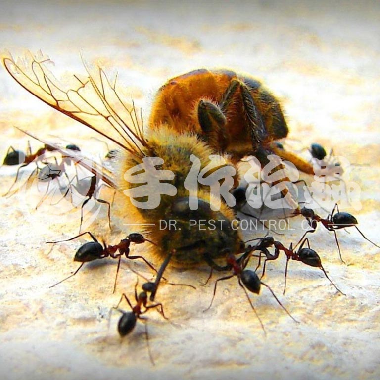 滅蟻方法,如何滅螞蟻,「手作治蟲DR PEST 」滅螞蟻公司01