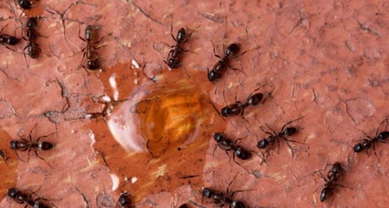 5大天消除蟻的方法-螞蟻築巢蔓延全屋 廚房重災區好麻煩！