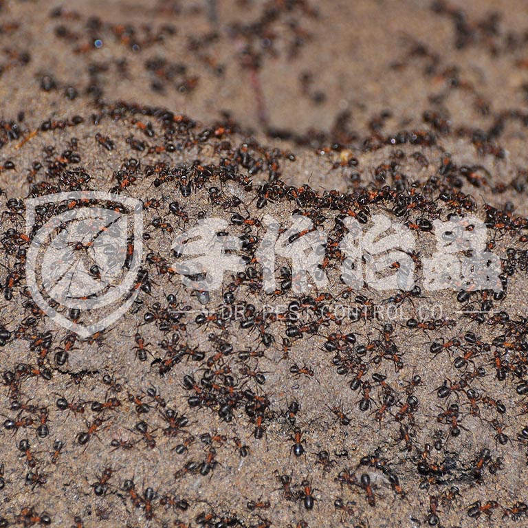 滅蟻方法,如何滅螞蟻,「手作治蟲DR PEST 」滅螞蟻公司02