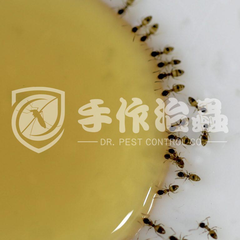 滅蟻方法,如何滅螞蟻,「手作治蟲DR PEST 」滅螞蟻公司03