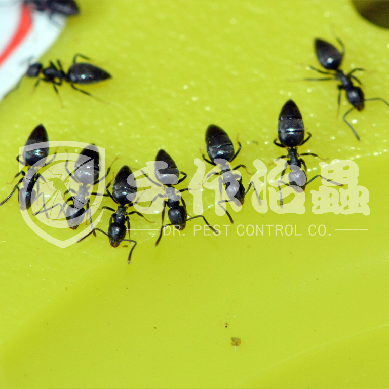 蟲害管理，「手作治蟲」Dr Pest Control Expert Company蟲害防治15